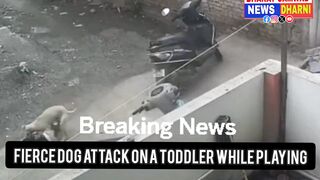 Fierce Dog Attack on a Toddler While Playing