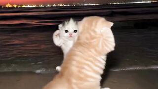Cat dance 15