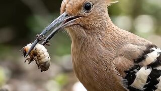 Beautiful Bird Feeding