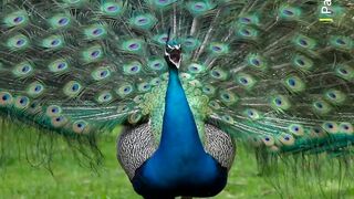 Peacock Dancing 3