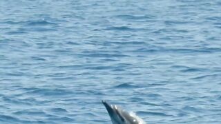 Dolphins 😍😍