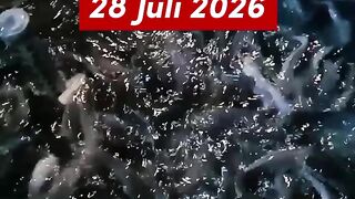 Harvesting catfish for consumption