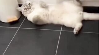 kucing 27