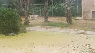 Unexpected visited a zoo