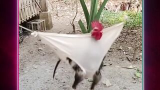 🐔 : percayalah mereka melakukan ini setiap hari