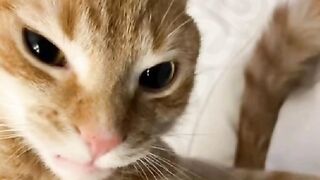 Kitten 18