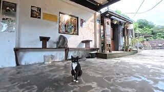 The resident cat at this retro shop looked just like Batman—so cool!