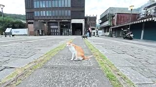 There are lots of cats sprawled out in the plaza in front of the station.