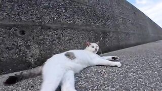 That cat always greets me whenever it sees my face, but today, right after saying hello, it fell straight asleep.