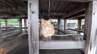 A compilation of previously unreleased cat videos filmed this week. 2