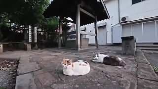 I petted the cats gathered at the shrine in the evening, and they were all such affectionate sweethearts—it was pure bliss.