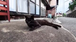 When I pet the black cat lounging in the back alley of Cat Island, it happily rubs against me—so cute!