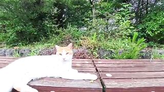 I met a cat on a park bench; when I sat next to it and petted it, it became quite affectionate.