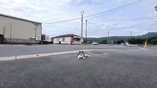 I followed a cat at the fishing port... and found a hangout spot for the cats.