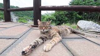 When I went to the waiting area for the hell-cats... the cats were sprawled out, lounging around.
