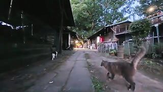 As I was about to leave the shrine in the evening, all the cats followed me.