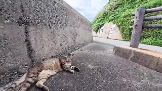 A cat living at the edge of the feline zone on "Cat Island"—since people rarely venture this far .