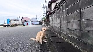 The cat drinking water from a puddle was just too cute.