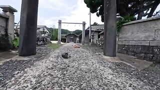 When I visited the shrine on Cat Island, there were cats sprawled out all over the place.