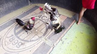 Ayam bangkok Padahal jalu di pake lakban tetep kena mata