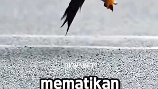 Jangan Tertipu! Hewan-Hewan Ini Punya Trik Berburu yang Mematikan