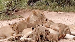 A Mother's Love in the Wild 🦁❤️