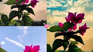 Nice flower 30/07