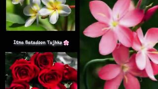 Nice flower 30/07 2