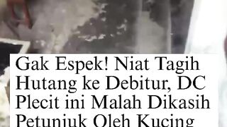 Plot Twist! Niat Tagih Utang, DC Plecit Malah Dikasih 'Cepu' Sama Kucing Putih 🐈🕵️‍♂️