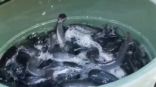 Home-scale catfish harvest 2