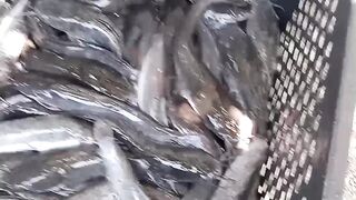 Persiapan Panen Pesanan Dapur MBG