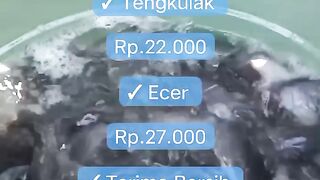 Catfish Price Update 1 August 2026