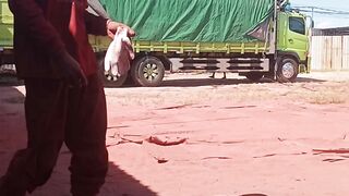 Proses muat genteng