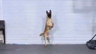 Smart Dog Shows Off His Secret Skills
