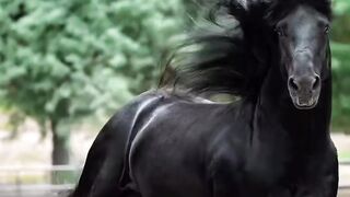 Black horse 4