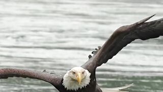 Eagle flying 2
