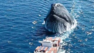 Whales ship