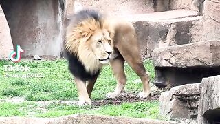 Real Biggest Lion