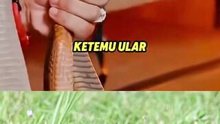 Ini Yang harus dilakukan kalo ketemu ular atau Ular masuk rumah   #panjipetualang #Temaindonesia #edukasi #cokipardede
