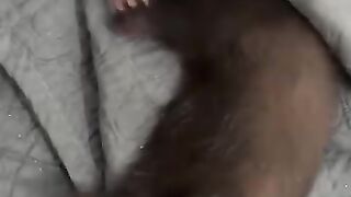 Hurones machos tranquilos en adopción en Sevilla