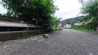 A cat was sleeping on the mountain path; when I petted it, it rolled around—it was just too cute.