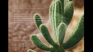 Cactus Leather: The Future of Sustainable Biomaterials