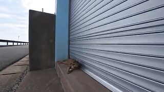 I met a cat on a seaside road on Cat Island that was incredibly affectionate.