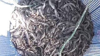 Super quality catfish seeds