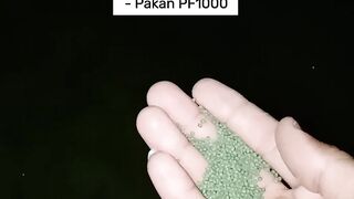Tes Pakan Pertama Pasca Puasa 12 Jam