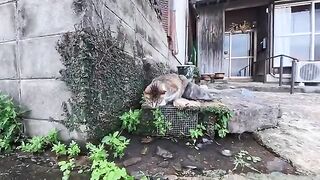 A cat that is absolutely fascinated by running water.