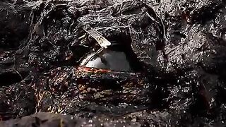Crocodile eye #Photography #frp