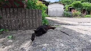 The black cat lounging by the roadside on Cat Island was absolutely adorable.