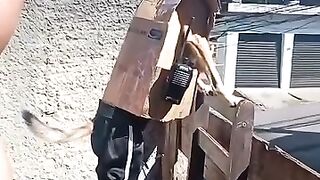 Dog pretending to be a security guard