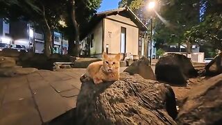 When I went to the park at night, a cat was waiting for me.